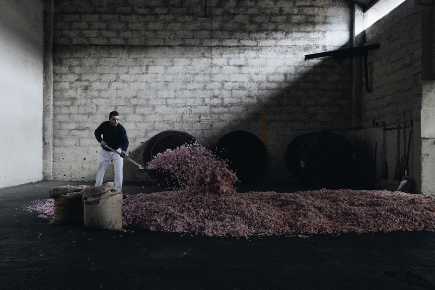 The Rose of May NOWNESS